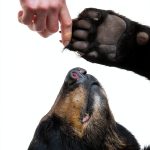 Chelsea Green Bear Biology eBook Kindle English Edition-0